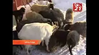 Ура-губа