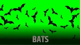 Bats Green Screen Video || Green Screen || Chroma Key || Content For Creators