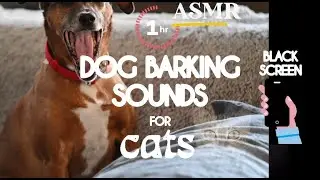 Animals Sounds - 1 Hour | Dog Barking Sounds For Sleeping | Black Screen