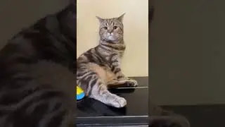 Удивлённый взгляд кота 👀