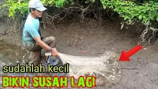 di sangka gerombolan ikan belanak, ternyata ikan pecundang..?/net fishing