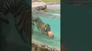 How tiger swim