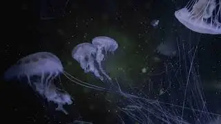 Chauffeur et Parlak - The Sleep Of Color (Official Video)