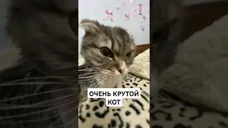 ОЧЕНЬ КРУТОЙ КОТ #shorts