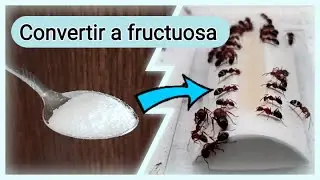 🚩COMO ALIMENTAR A TU COLONIA DE HORMIGAS (Tutorial sobre carbohidratos) Azúcar o Miel?