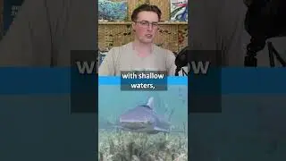 Megalodon Nursery Sites Found?