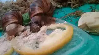 Улитка кушает кальцесмесь (страшненько😁)