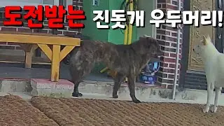 일대일 도전 하는 진돗개 수컷 흑표! 더이상 오줌싸게가 아니다!