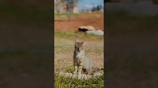 please like and subscribe ❤️🙏🏻.   #shots #short #cat #catlover #nature #naturelovers #pets #dogs