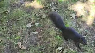 Enjoying Nature With Squirrels Around Me In Canada