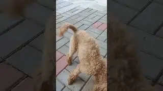 Дай мячик