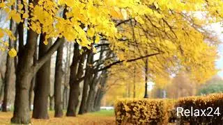 5 minute relaxing music with tokyo autumn view |  jingu gaien ginkgo avenue.