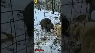 Схватка Алабай и Кабан