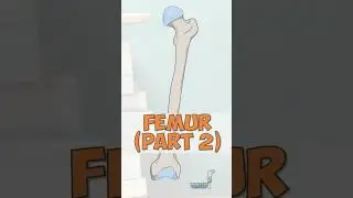 Anatomy of the Femur (Part 2)