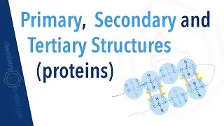 What are the primary, secondary and tertiary structures of a protein?