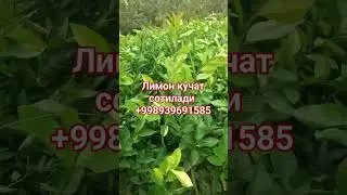 21.09.2023 Лимон кучат сотилади