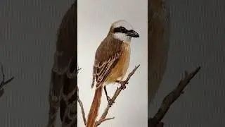 Птица как живая, но это картина маслом 