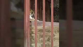 Тигр