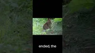 Japan's Okunoshima Island nicknamed 'Rabbit Island' for its wild rabbits