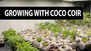Plants Like Coco Coir (And You Will Too)