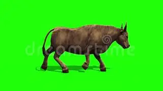 Cow walking green screen