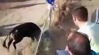 В Испании бык напал на зрителя бычьих бегов