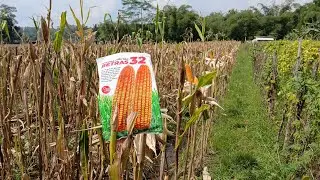 Jagung Hybrida Betras 32