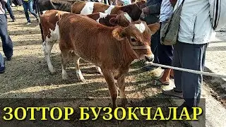 Сиз сураган бозор Дахшат кучат новвосчалар 2019