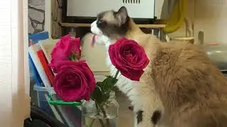 Розовые розы