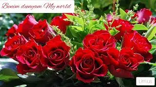 #Million roses#милион алых роз