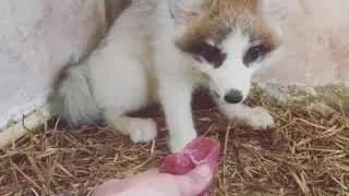 Кормление Лисы