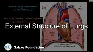 External Structure of lungs, Biology Lecture | Sabaq.pk