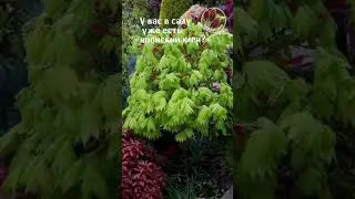 Японский клен Seedlandia.ru - семена и саженцы декоративных  растений для дома и сада