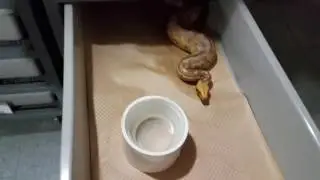 Feeding some short tail pythons!