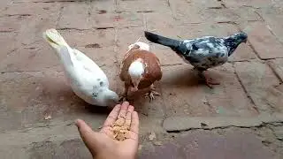 Millions of Pigeons Farming For Meat in China 🕊️ - Pigeon Meat Processing in Factory