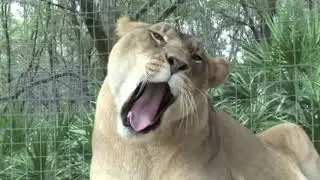 ¡El concurso de felinos más LINDO!