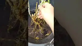 спасаю свои растения от жары#дача #сад #огород#древовиднаягортензия#флоксы