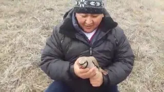 кеклик или каменные куропатки