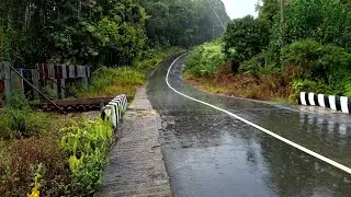Afternoon Rain Walk on a Forest Road