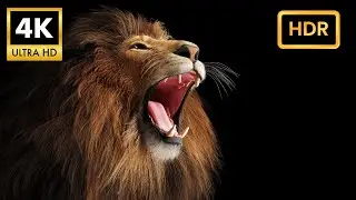 Majestic Lion Roars in Stunning 4K HDR Wildlife Footage
