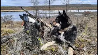 Весенняя охота на Вилюйских заливах