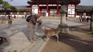 Nara Deer Park, Japan