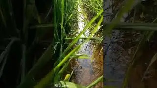 @shareifoden2622 keindahan foto yang diambil dari persawahan
