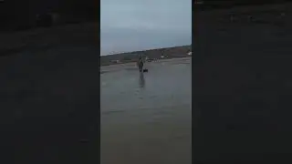 И чаек покормили и рыбу почистили 