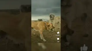 YABANİ KÖPEKLER BANA SALDIRDI ?