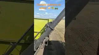 Выгрузка ячменя из бункера-перегрузчика в грузовик КамАЗ.