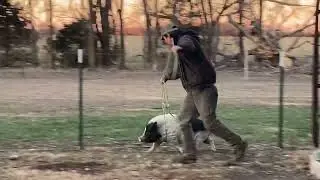 Open the Gate! Pig walking on the run.