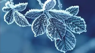Rock vs Plant