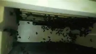 Может ли это быть подготовкой к роению