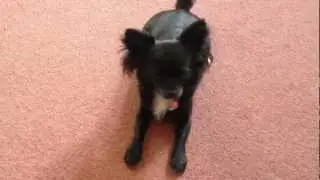 Pixie the chihuahua Chiwawa Very Cute and Funny leg action